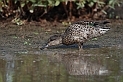 Teal female - C